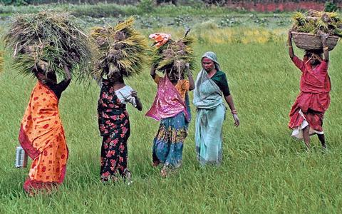 How women Farmers Could Feed More in Developing World